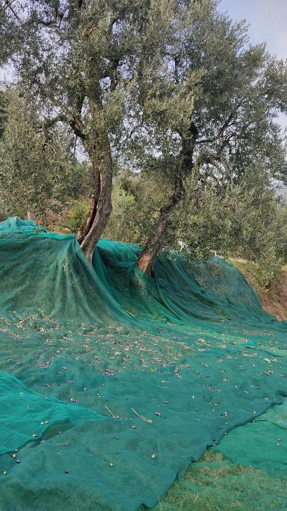 Appartamento Cristol Gargnano Dış mekan fotoğraf