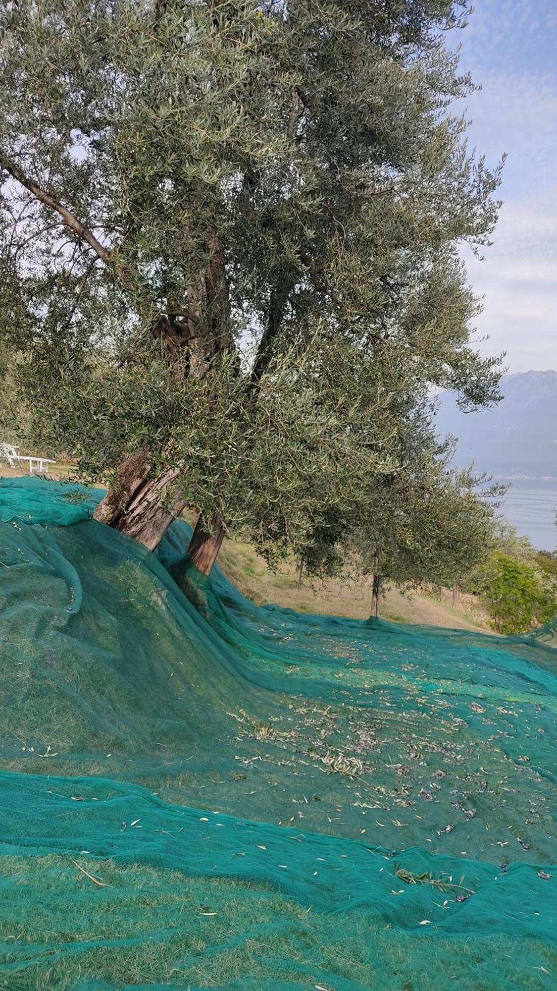 Appartamento Cristol Gargnano Dış mekan fotoğraf